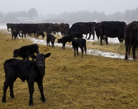 Curt Massie for House District 33 | Advocate for South Dakota Ag Business